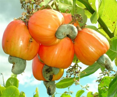 Cashew Plantation