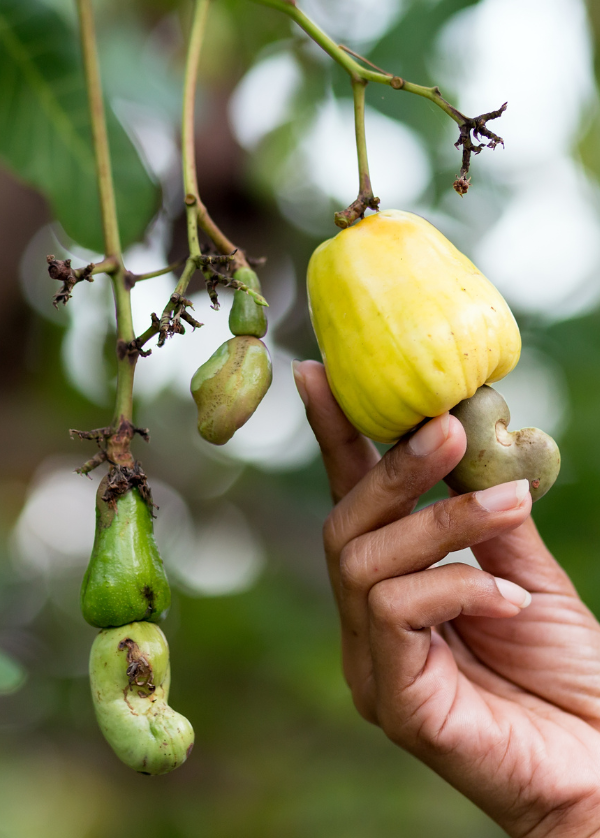 Raw cashew nuts