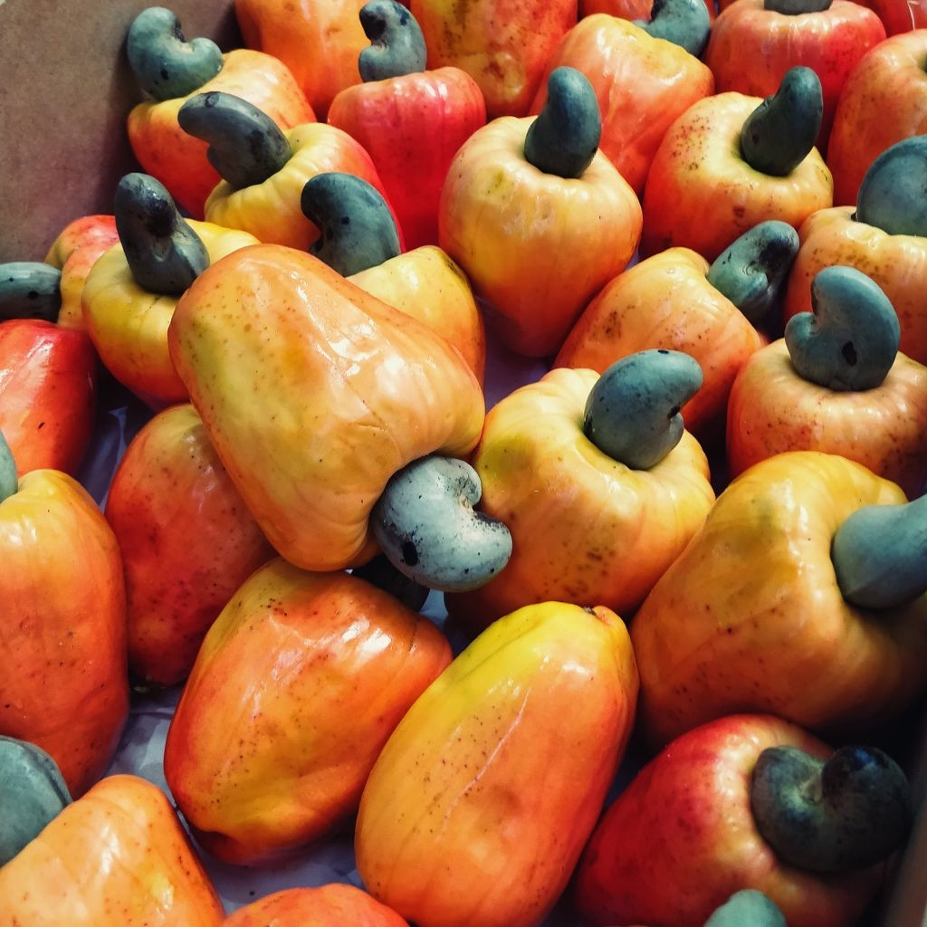 African Cashew Mobile