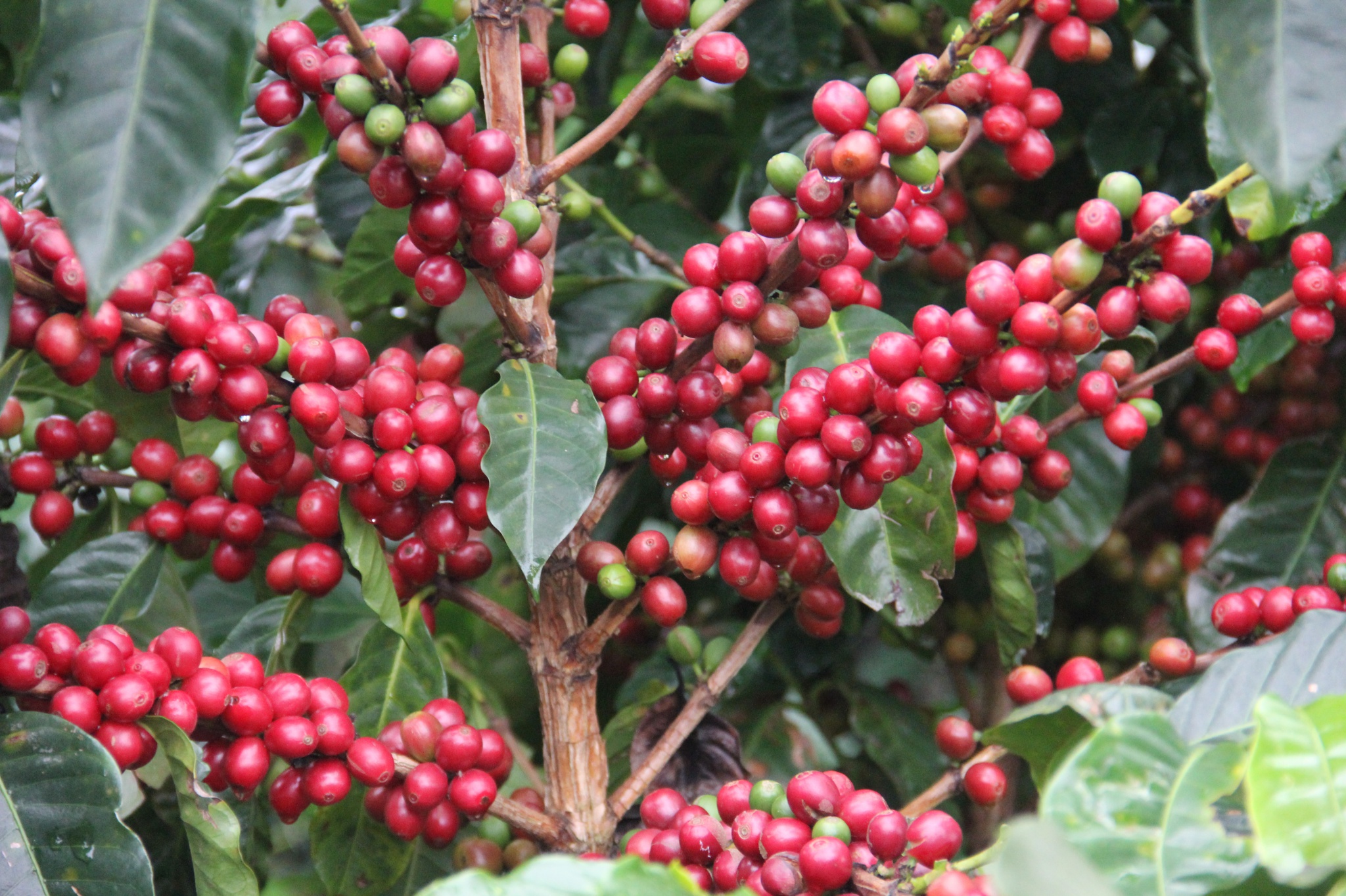 African Coffee Mobile